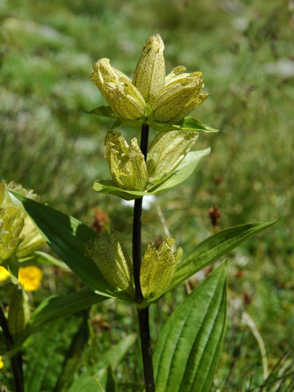 Gentiana punctata